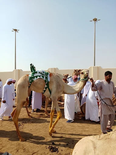 Doha: Pantai Barat Qatar, Balap Unta dan Patung Gurun