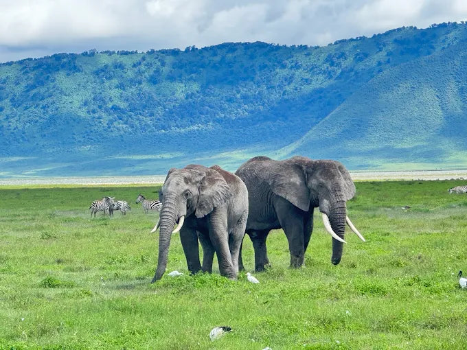 Arusha: 6-tägige private Safari in die Serengeti, zum Ngorongoro-Krater und nach Tarangire