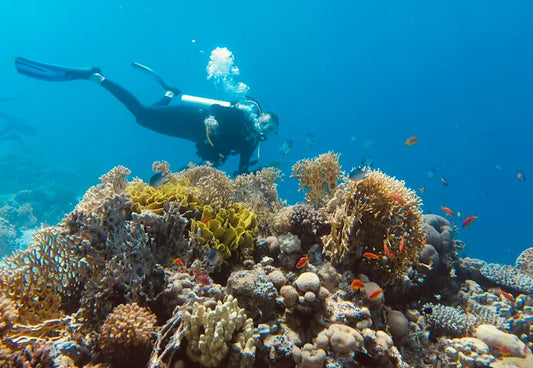 El Gouna: Scopri le immersioni subacquee con un giro in barca