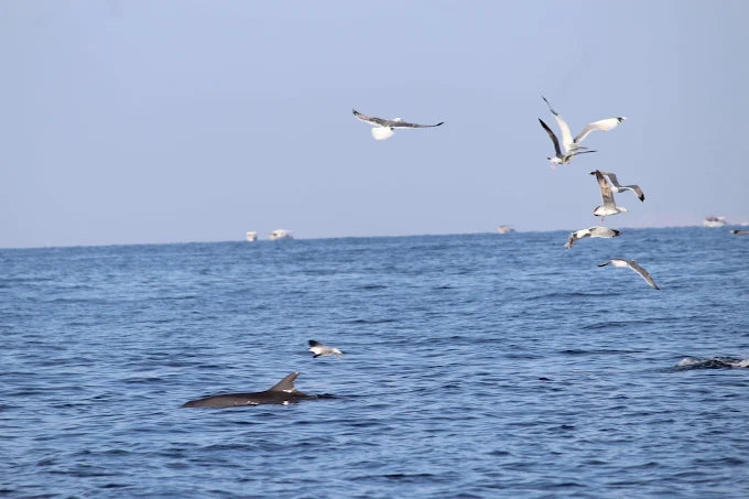 Mascate : excursion d'observation des dauphins et de snorkeling