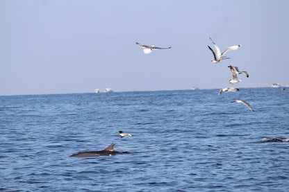 Mascate : excursion d'observation des dauphins et de snorkeling