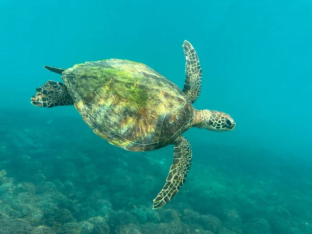 Mascate : plongée en apnée et essai de plongée aux îles Daymaniyat avec déjeuner barbecue