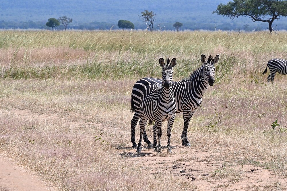 Zanzibar: 1 - Day Safari to Mikumi National Park by Plane