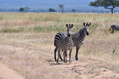 Zanzibar: 1 - Day Safari to Mikumi National Park by Plane