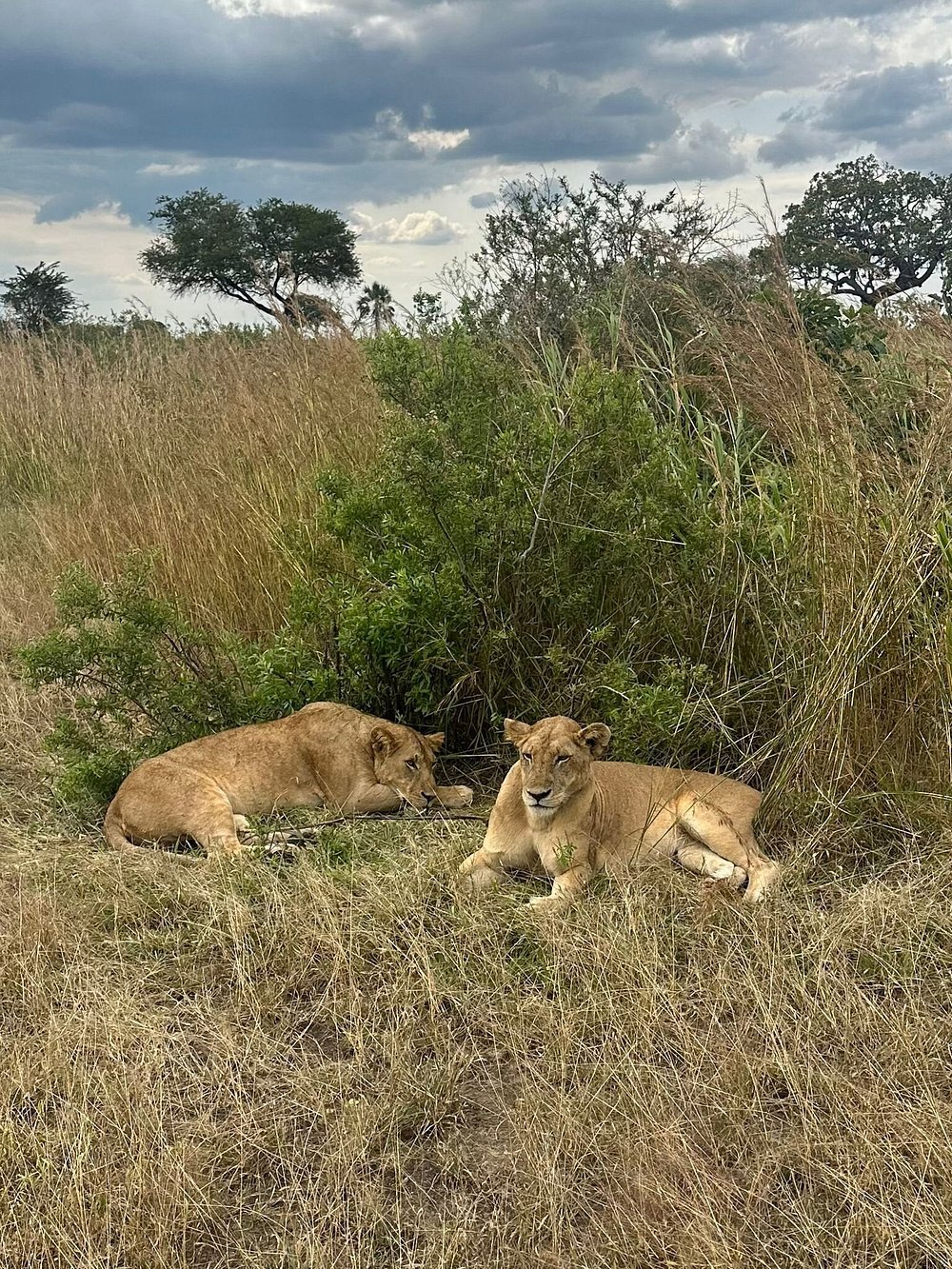 Zanzibar: 1 - Day Safari to Mikumi National Park by Plane