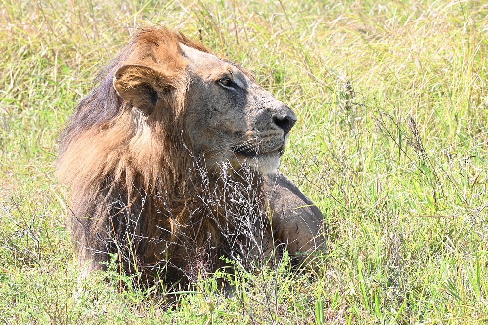 Zanzibar: 1 - Day Safari to Mikumi National Park by Plane