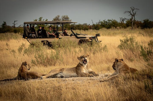 Zanzibar: 1 - Day Safari to Mikumi National Park by Plane