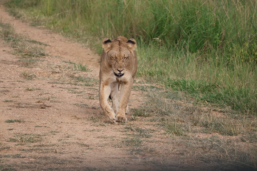 Zanzibar: 1 - Day Safari to Mikumi National Park by Plane