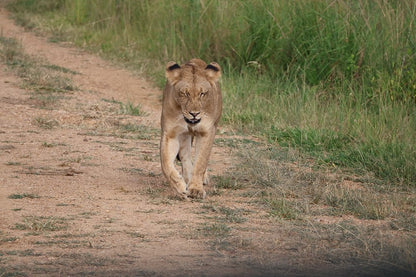 Zanzibar: 1 - Day Safari to Mikumi National Park by Plane
