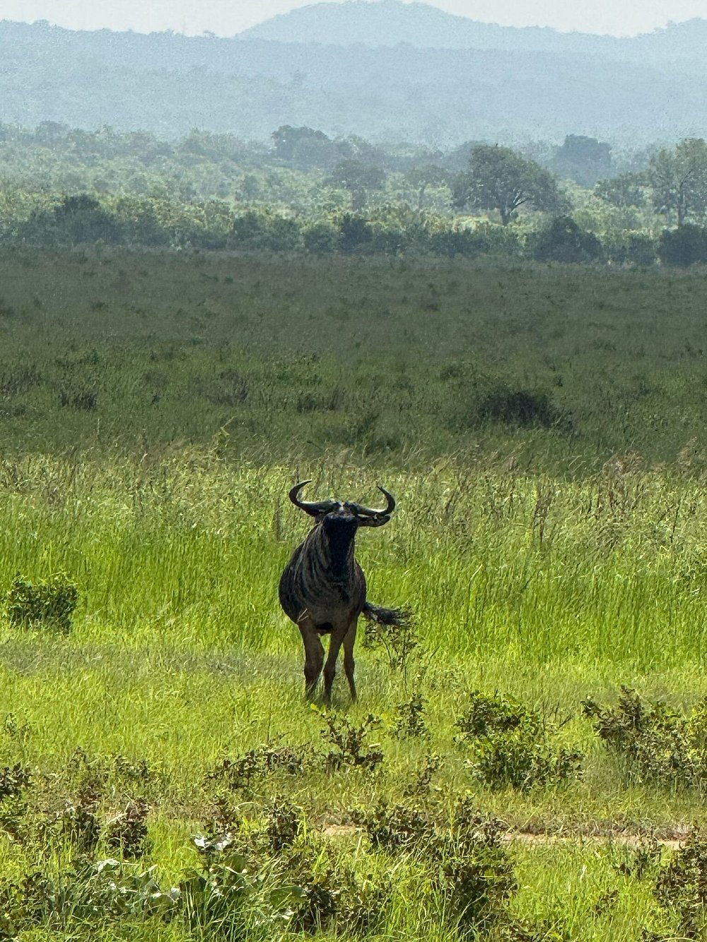 Zanzibar: 1 - Day Safari to Mikumi National Park by Plane