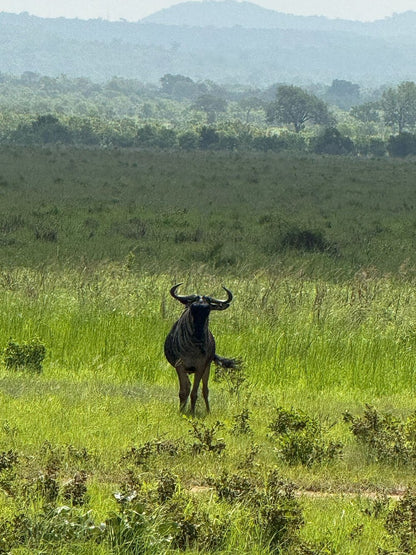 Zanzibar: 1 - Day Safari to Mikumi National Park by Plane