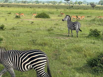 Zanzibar: 1 - Day Safari to Mikumi National Park by Plane