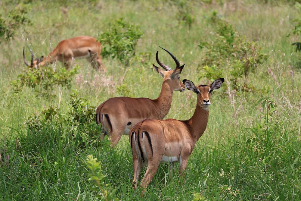 Zanzibar: 1 - Day Safari to Mikumi National Park by Plane