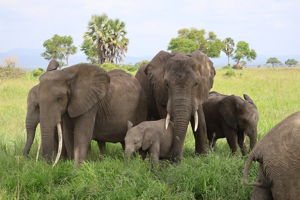 Zanzibar: 1 - Day Safari to Mikumi National Park by Plane