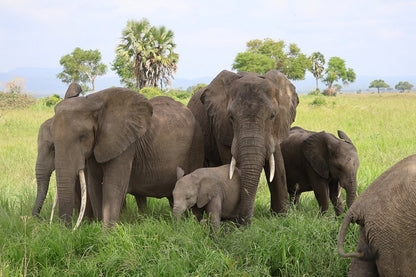 Zanzibar: 1 - Day Safari to Mikumi National Park by Plane