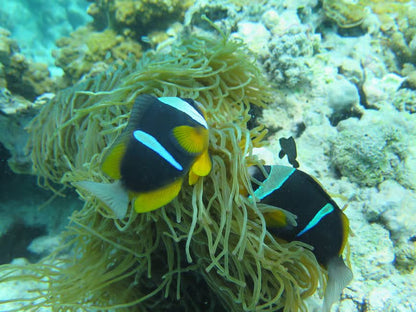 Zanzibar: 2 - Days Advanced PADI Open Water Diving Course with Lunch