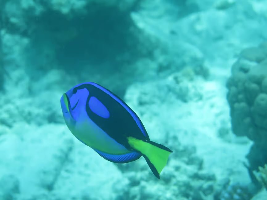 Zanzibar: 2 - Days Advanced PADI Open Water Diving Course with Lunch