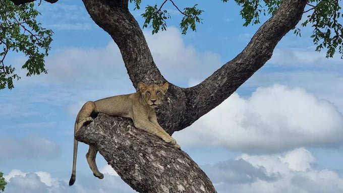 Zanzibar: 3 - Days Mikumi National Park Safari by Ferry and Train