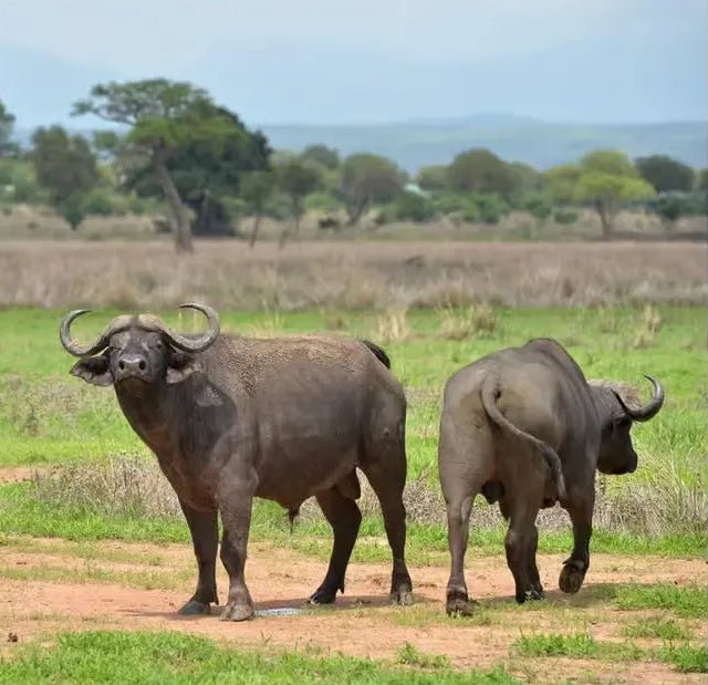 Zanzibar: 3 - Days Mikumi National Park Safari by Ferry and Train