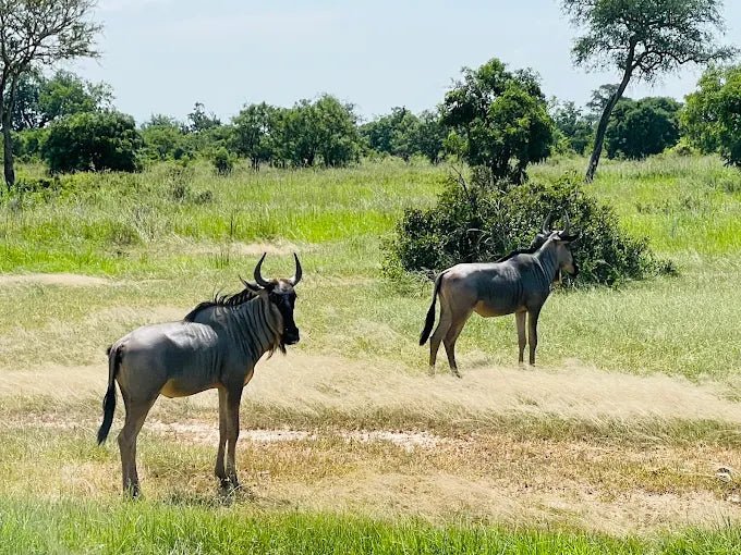 Zanzibar: 3 - Days Mikumi National Park Safari by Ferry and Train