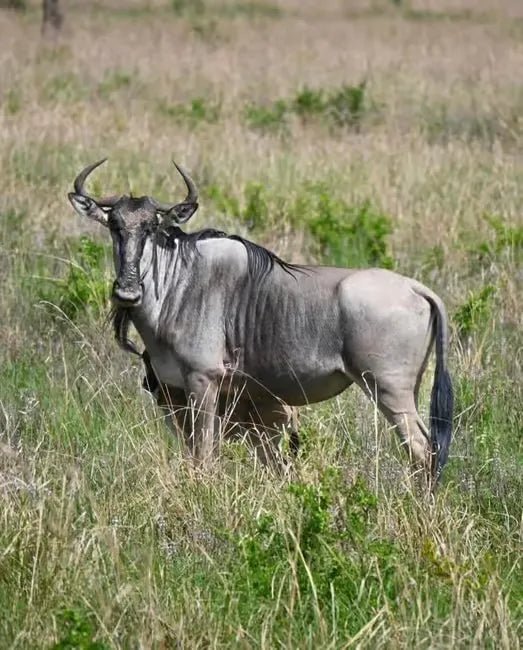 Zanzibar: 3 - Days Mikumi National Park Safari by Ferry and Train