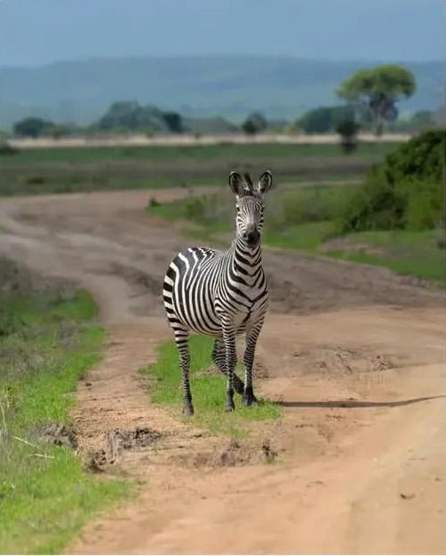 Zanzibar: 3 - Days Mikumi National Park Safari by Ferry and Train