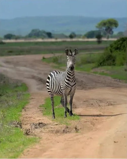 Zanzibar: 3 - Days Mikumi National Park Safari by Ferry and Train