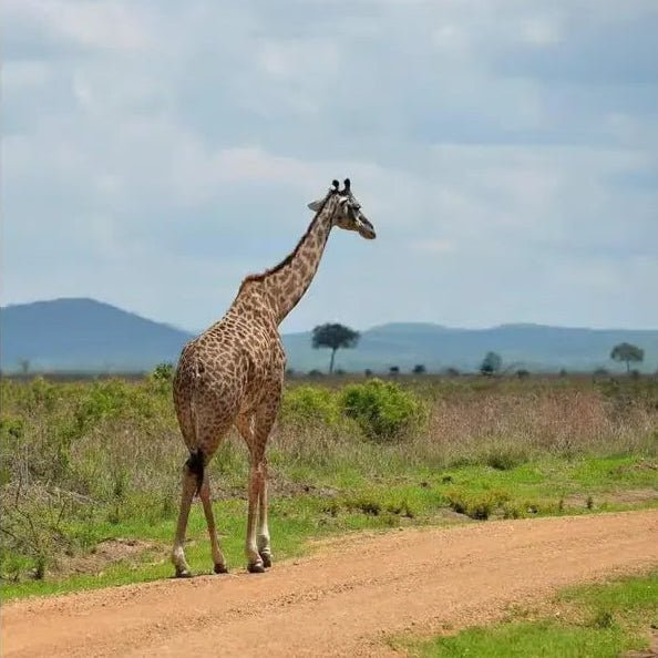 Zanzibar: 3 - Days Mikumi National Park Safari by Ferry and Train