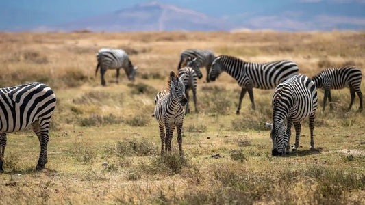 Zanzibar: 3 - Days Mikumi Safari and Big Five Adventure by Ferry