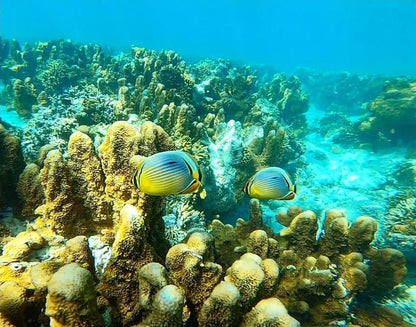 Zanzibar: Blue Lagoon, Starfish Garden, Rock Restaurant, and Maalum Cave Tour