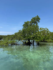 Zanzibar: Dhow Cruise with Snorkeling and Seafood Lunch on Kwale Island