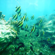 Zanzibar: Dhow Cruise with Snorkeling and Seafood Lunch on Kwale Island