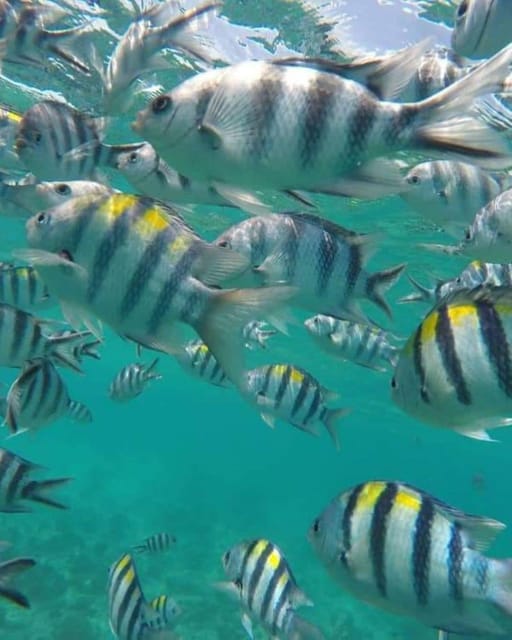 Zanzibar: Dolphin Encounter and Snorkeling Tour at Mnemba Island