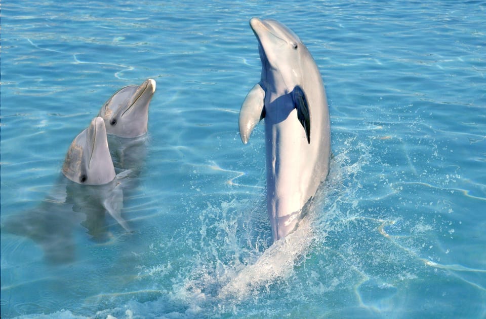 Zanzibar: Dolphin Encounter and Snorkeling Tour at Mnemba Island