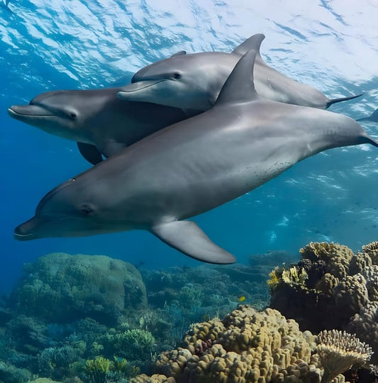 Zanzibar: Dolphin Swim and Snorkeling at Mnemba Atoll with Boat Ride