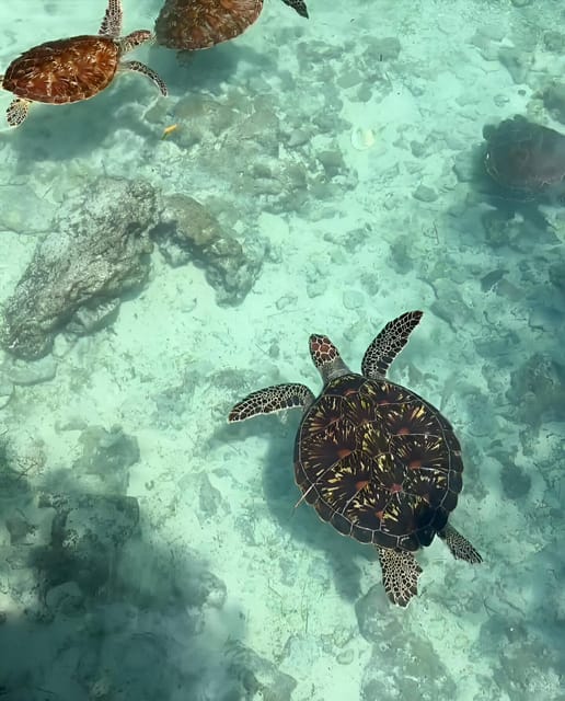 Zanzibar: Dolphin Swim and Snorkeling at Mnemba Atoll with Boat Ride