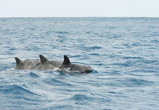 Zanzibar: Dolphin Watching and Snorkeling Tour in Menai Bay with Hotel Pickup