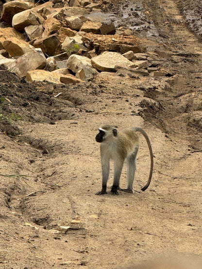Zanzibar: Full - Day Mikumi National Park Safari by Flight with Game Drives