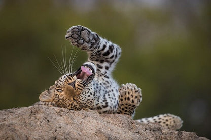 Zanzibar: Full - Day Mikumi National Park Safari by Flight with Game Drives