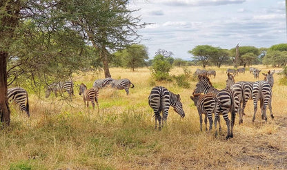 Zanzibar: Full - Day Mikumi National Park Safari by Flight with Game Drives