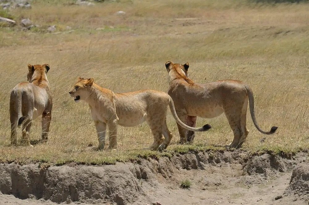 Zanzibar: Full - Day Mikumi National Park Safari by Flight with Game Drives