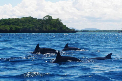 Zanzibar: Full - Day Mnemba Snorkeling, Nungwi and Kendwa Beach Tour