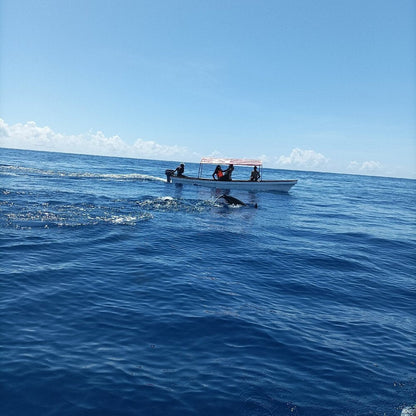 Zanzibar: Full - Day Mnemba Snorkeling, Nungwi and Kendwa Beach Tour
