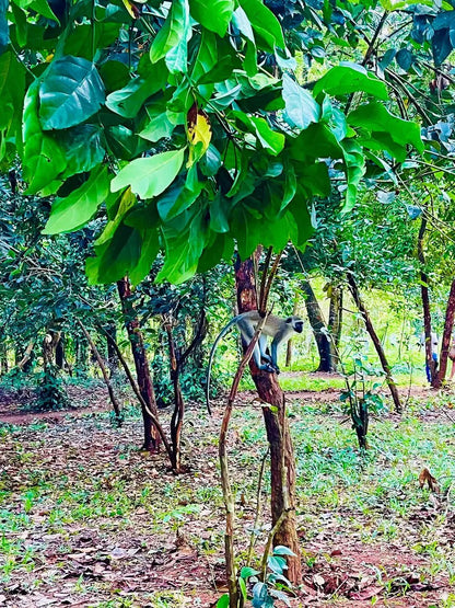 Zanzibar: Full - Day Spice Farm, Prison Island and Stone Town Highlights Tour