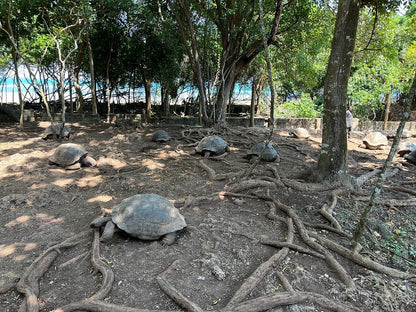 Zanzibar: Full - Day Spice Farm, Prison Island and Stone Town Highlights Tour
