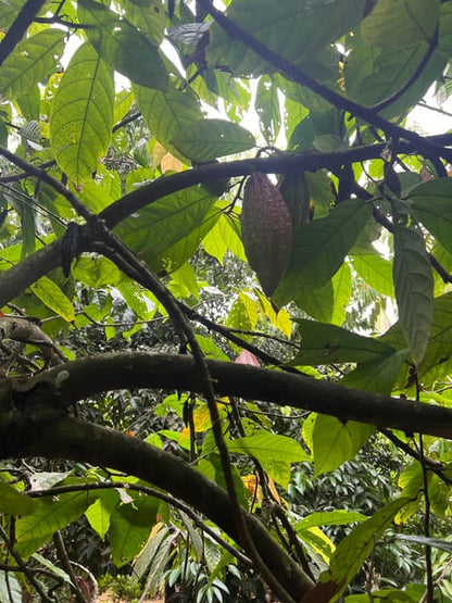 Zanzibar: Full - Day Spice Farm, Stone Town and Prison Island Tortoise Private Tour