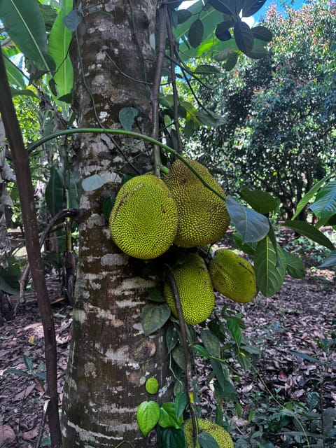 Zanzibar: Full - Day Spice Farm, Stone Town and Prison Island Tortoise Private Tour