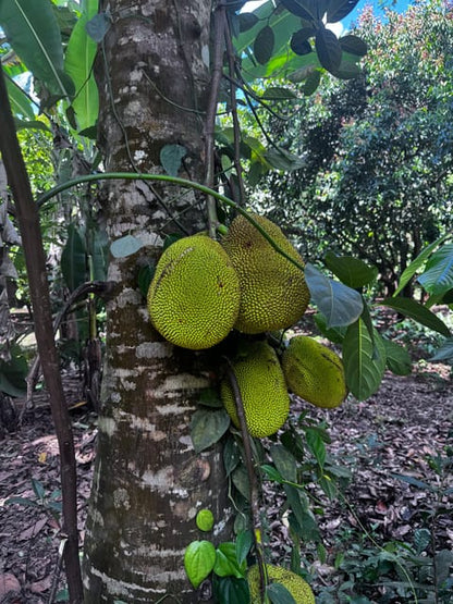 Zanzibar: Full - Day Spice Farm, Stone Town and Prison Island Tortoise Private Tour