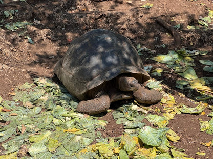 Zanzibar: Full - Day Spice Farm, Stone Town and Prison Island Tortoise Private Tour