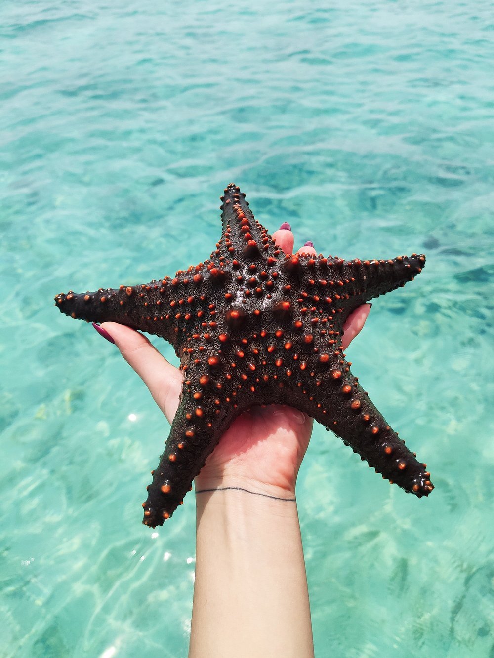 Zanzibar: Full - Day Stone Town and Prison Island Private Tour with Snorkeling